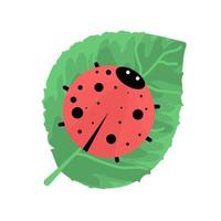 Funny ladybird on green leaf. Isolated on a white background. Baby illustration. Flat design. Vector illustration.