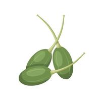 Vector illustration, fresh caper berry, scientific name Capparis spinosa, isolated on white background.