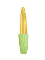 Vector illustration, baby corn isolated on white background, realistic style, suitable for packaging labels.