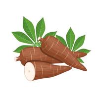 Vector illustration, cassava root, Manihot esculenta, also known as manioc and leaves, isolated on white background, as a banner, poster or national tapioca day template.