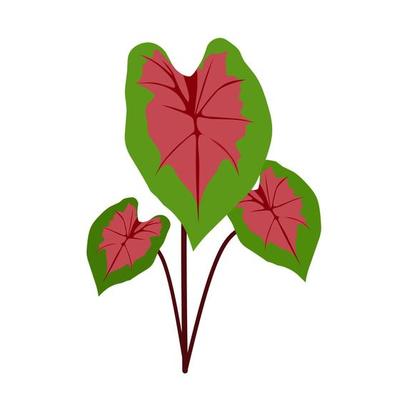 Taro flower ornamental plants vector