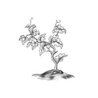 Plant with leaves engraving. Decorative grape tree. Plant bloom growth. Bonsai etching illustration isolated