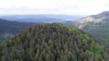 luchtfoto van dennenbossen en bergen. uitzicht op dennenbos en hoge bergen. video