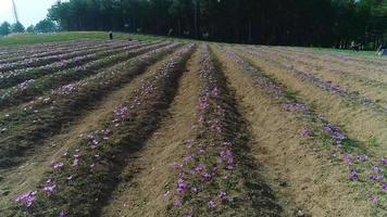 saffransblommor odlade på fältet. saffran blomma, symbol för safranbolu distriktet i Turkiet. video