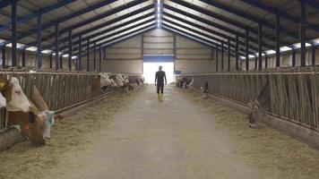 fazenda de vacas leiteiras. agricultor moderno. o fazendeiro andando pelo celeiro cuida das vacas e observa o processo. video