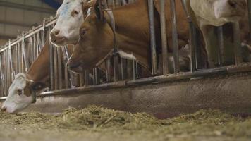 granja de leche de vaca, vacas comiendo pienso. primer plano de vacas que consumen alimento. video