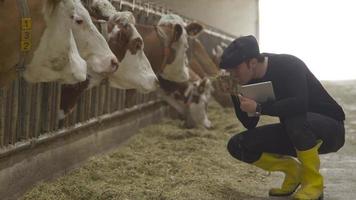 landbouwer die in moderne melkveehouderij werkt. koeien en boer. de moderne boer die voor zijn koeien zorgt, zorgt voor hun voer en geeft het voer door aan hun koeien. video