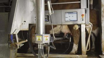 State of the art milking machine. A device that automatically finds the udder of the cow and milks it. video