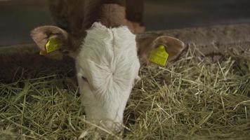 Calf breeding, fattening farm. In the barn, the calves consume green grass. video