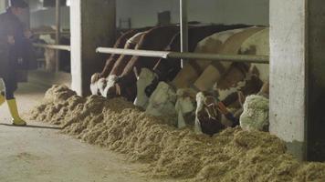 koeien en boer voeren. zuivel boerderij. de boer, die het voer van de koeien controleert, neemt het hooi van de voorkant van de koeien en inspecteert het. video