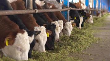 Cattle fattening farm. Grass-eating calves. video