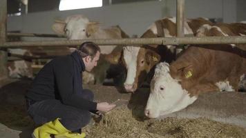 granja de leche de vaca. agricultor trabajando con tableta. el granjero cuida de sus vacas y toma notas en su tableta. controla la comida. video