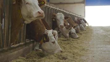fazenda de leite de vaca, vacas comendo ração. vacas comendo feno e forragem no celeiro. Fazenda de gado leiteiro. video