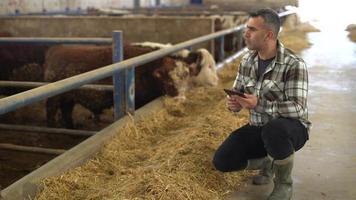 control de ganado de agricultores en granjas ganaderas modernas. el granjero está trabajando en el granero con una tableta y está feliz. el archivo digital mantiene el registro. video