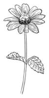 VECTOR DRAWING OF A BLACK FLOWERING RUDBECKIA ON A WHITE BACKGROUND