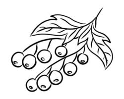 VECTOR LINEAR DRAWING OF CURRANTS ON A WHITE BACKGROUND