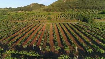 wijngaarden en druiventeelt. luchtfoto van wijngaarden bij zonsondergang. video