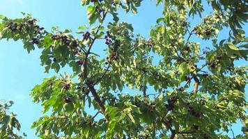 Kirschbaum. es gibt Kirschen auf den Zweigen des Kirschbaums. seine Blätter wiegen sich im Wind. video