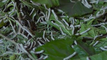 feuilles de mûrier et vers à soie. vers à soie rampant parmi les mûriers. élevage des vers à soie. video