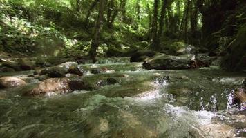 Trees and stream. View of the stream flowing under the trees. video