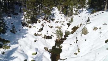 foresta innevata e ruscello. tra le verdi pinete, il terreno è innevato e in mezzo scorre un ruscello. video