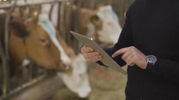 Cow dairy farm modern farmer. Farmer using tablet among cows in barn. video