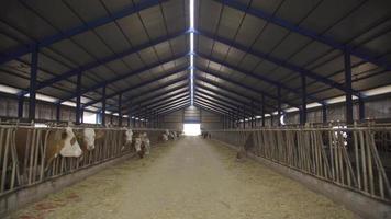 vue générale de la grange moderne et des vaches laitières. vaches mangeant des aliments dans une grange moderne, ferme laitière avec bétail ouvert. video