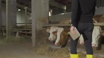 Farmer checking cows, dairy farm. Farmer examining cows and taking notes by walking. video