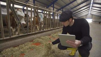 Milchkuhbetrieb. moderner Landwirt. Kühe und Bauer. Landwirt, der das Futter auf dem Milchviehbetrieb überprüft. er schnüffelt den Köder und macht sich Notizen auf dem Tablet. video