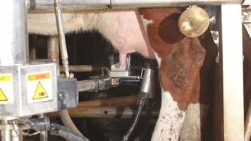 laser automatisk mjölkningsmaskin. automatisk mjölkningsmaskin som hittar kornas juver och fäster röret. hygienisk mjölkning. video