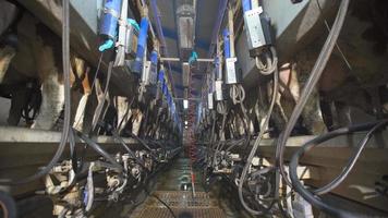 sala de ordeño de vacas, granja lechera. vacas en la moderna sala de ordeño, ordeñando las vacas en la sala. video