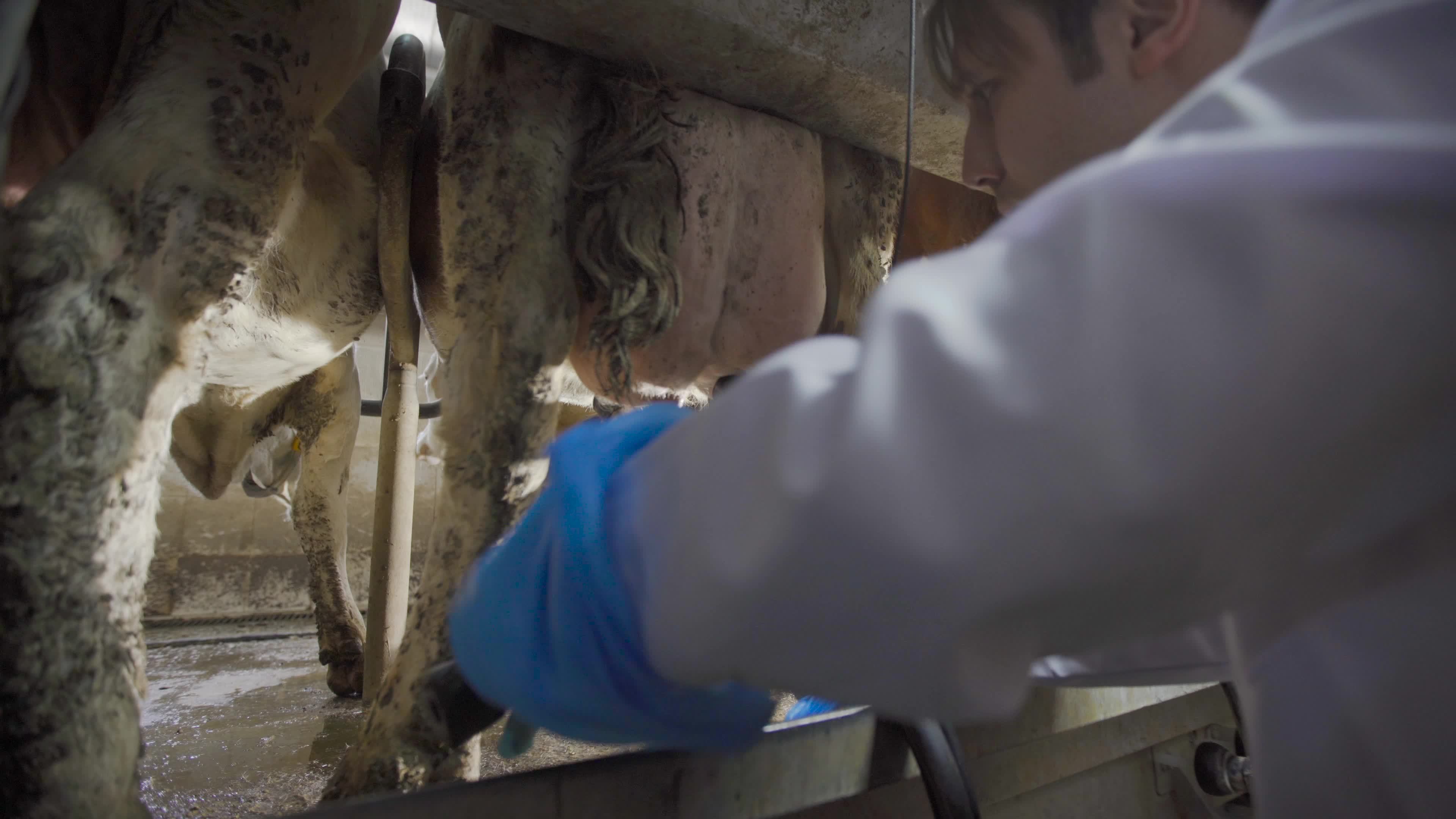 This Cow Udder Fact Will Make Your Jaw Drop! - dllrcth