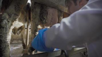 Attaching a milking device to the cow's udder. In the milking parlor, the farmer attaches the milking device to the cow's udder. video