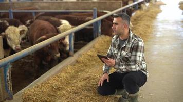 moderno allevamento e moderno agricoltore. il contadino esamina il bestiame nella stalla. registra i suoi marchi auricolari sul tablet che ha in mano. mantiene un archivio digitale e record. video