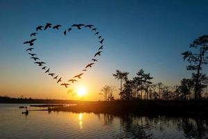 Silhouette of flying flock birds in shape heart over sunrise at coast of the lake. photo