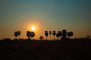 Silhouette of palm trees at sunset sky background. photo