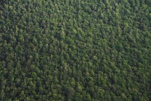 Dark gloomy forest aerial photography, top view. Dark forest, night view. Nature at night. Forest dark landscape. photo