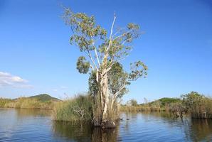 Cajuput tree at swamp flooded forest in water with blue sky background photo