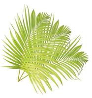 Green palm leaf isolated on white background photo