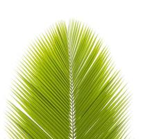 Palm leaf isolated photo