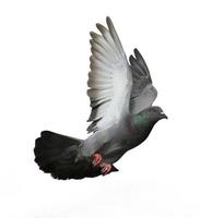 Pigeons flying isolated on white background photo