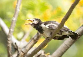 Young myna bird on tree photo