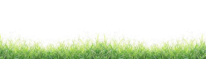 Green grass isolated photo