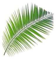 Green palm leaf isolated on white background photo