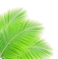 Green palm leaf isolated on white background photo