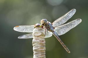 Close up image of blue dragonfly on natural background photo