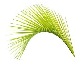 Palm leaf isolated on white background photo