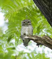 Owl on green tree photo