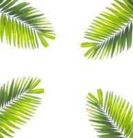 Palm leaf isolated on white background photo