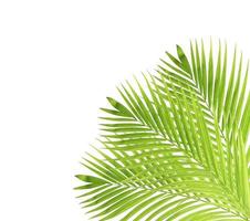 Green palm leaf isolated on white background photo